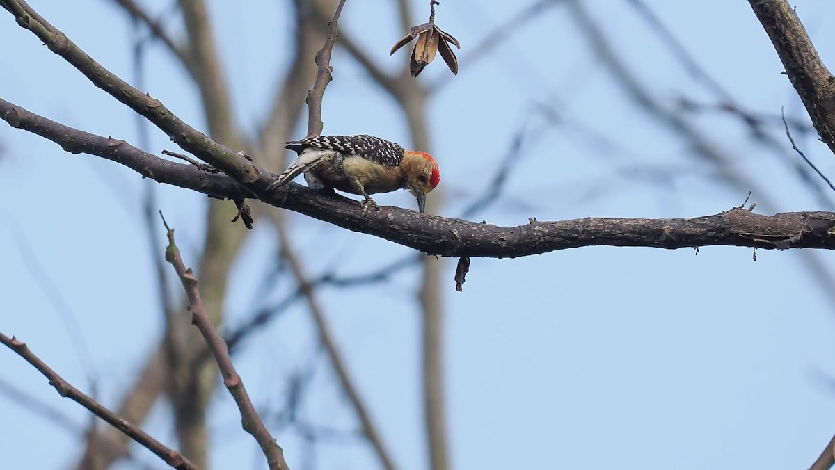 Red-crowned Woodpecker - German Aguilar Vega