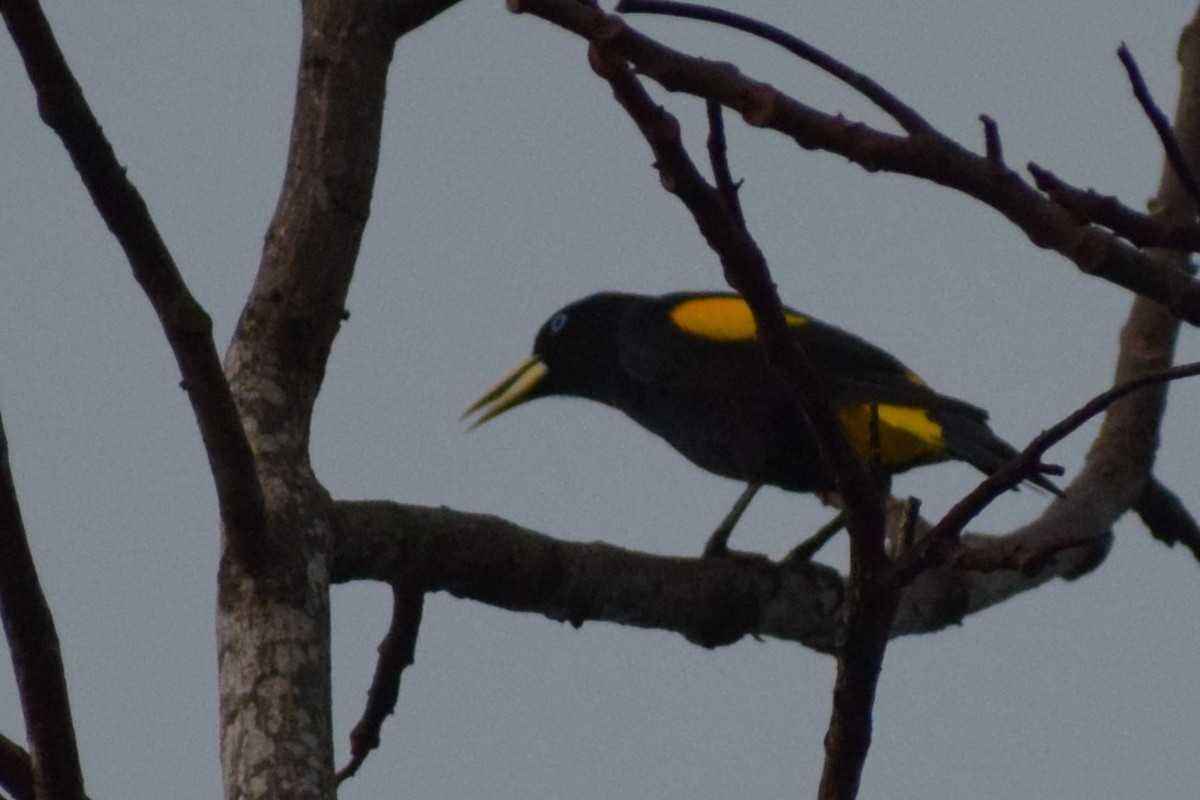 Yellow-rumped Cacique - ML618103219