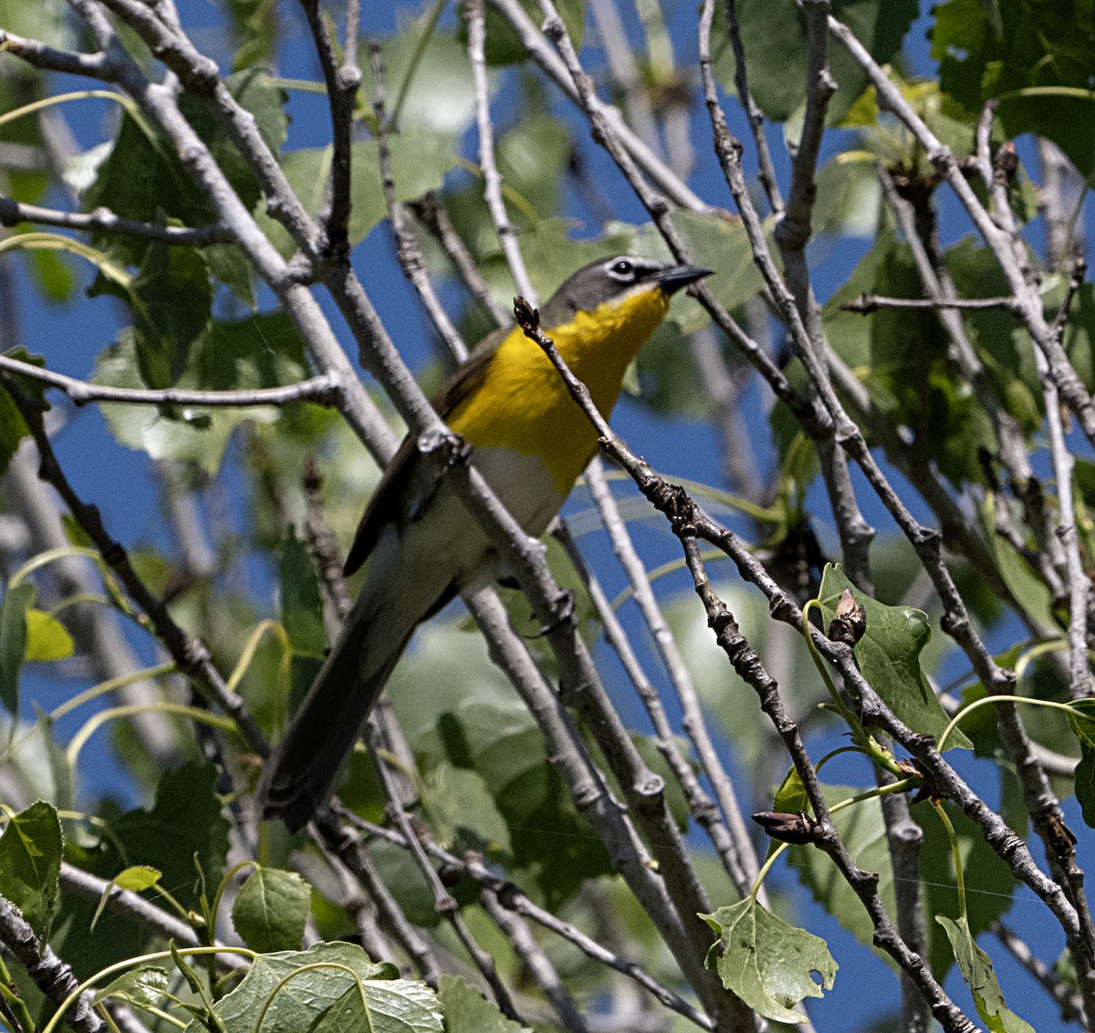 Yellow-breasted Chat - Terry  Hurst