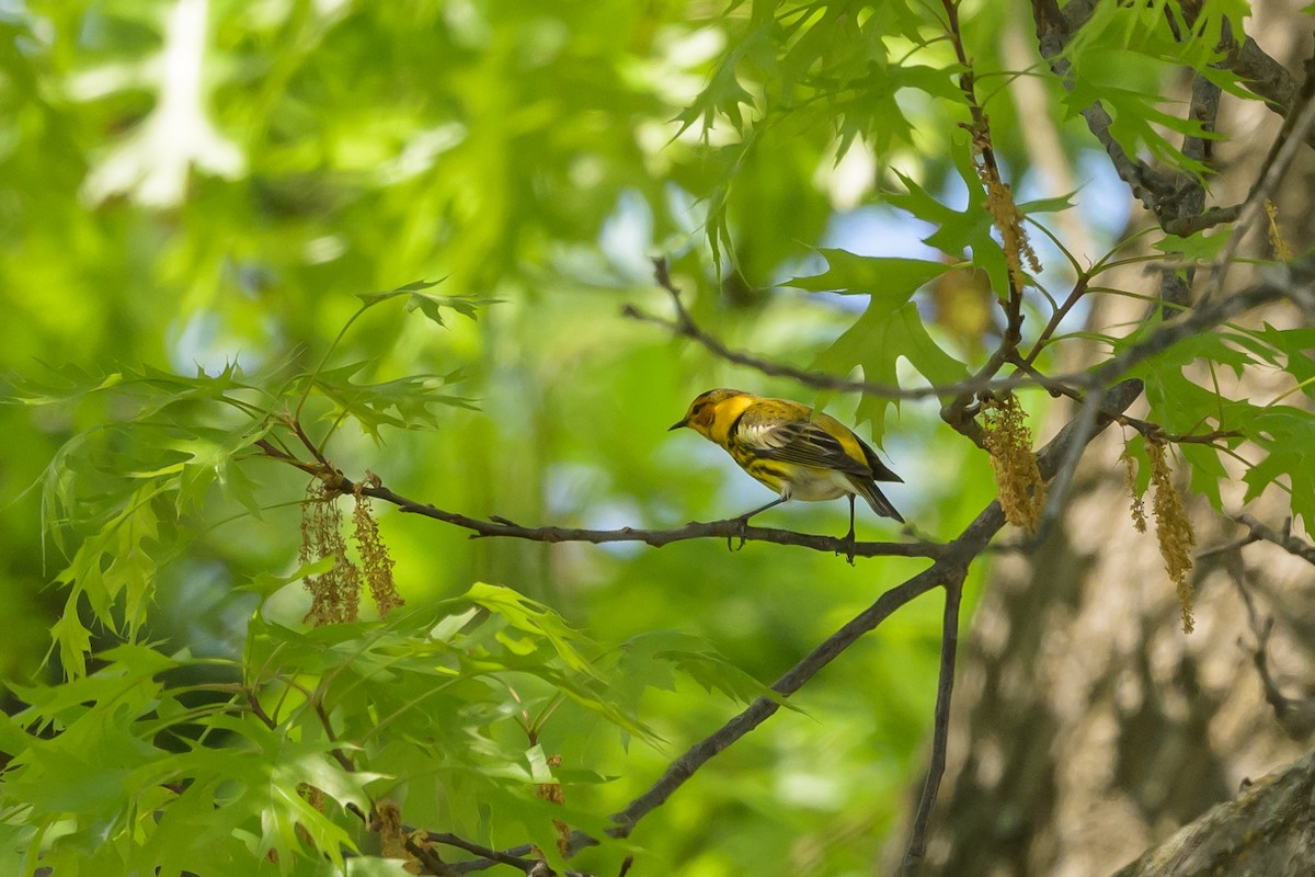 Cape May Warbler - ML618103247
