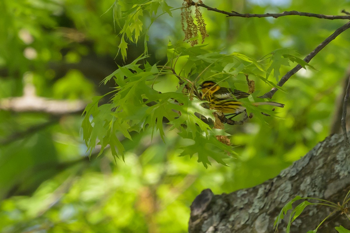 Cape May Warbler - ML618103248