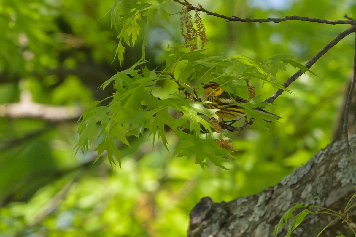 Cape May Warbler - ML618103249