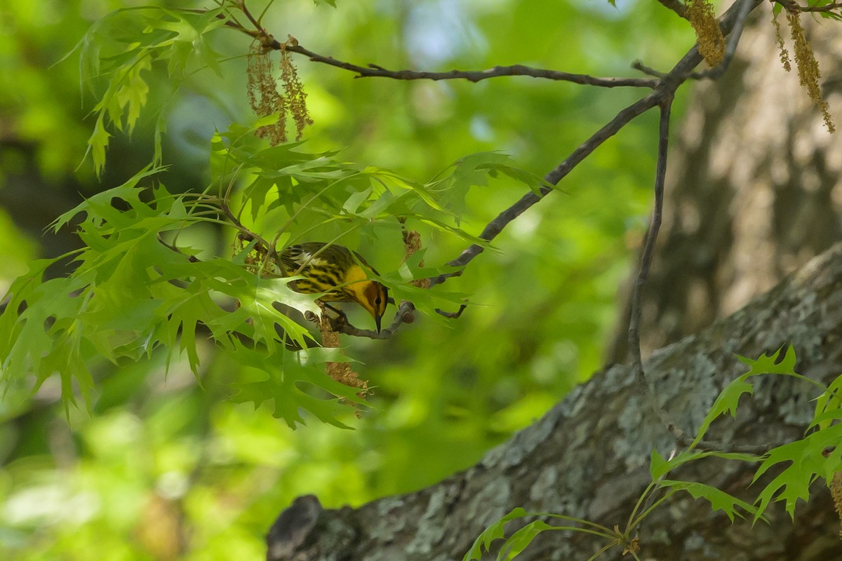 Cape May Warbler - ML618103250