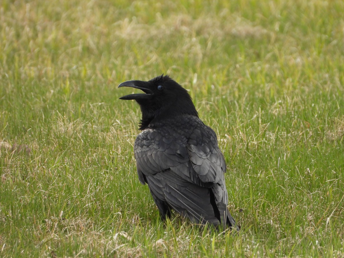 Common Raven - valerie pelchat