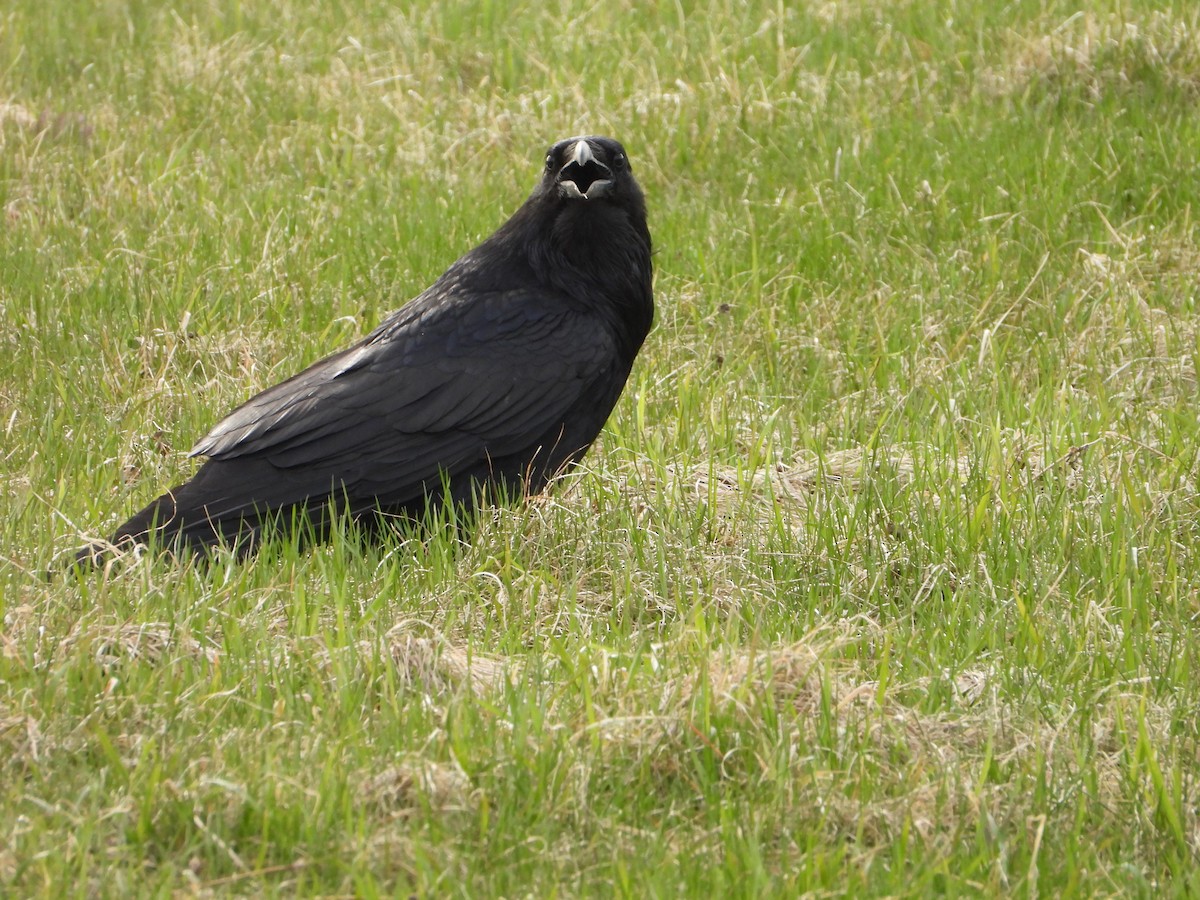 Common Raven - valerie pelchat