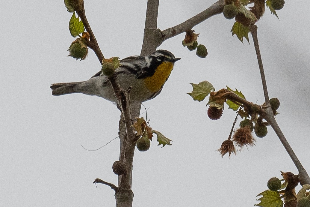 Yellow-throated Warbler - Mike Schijf