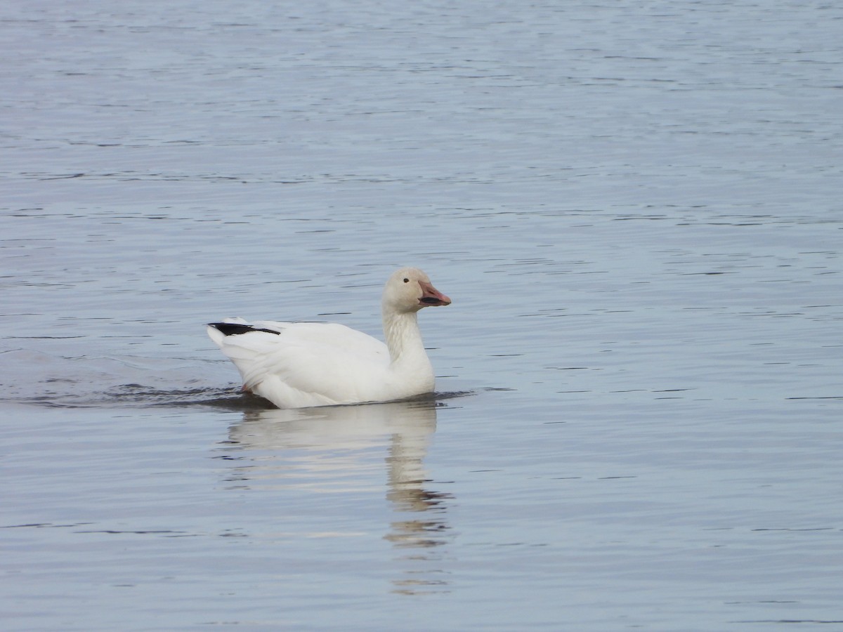 Snow Goose - valerie pelchat