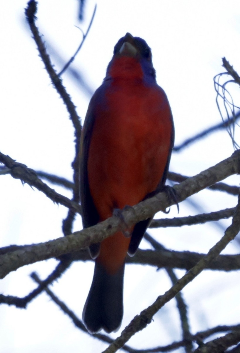 Painted Bunting - ML618103407