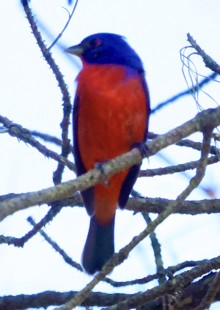 Painted Bunting - ML618103417