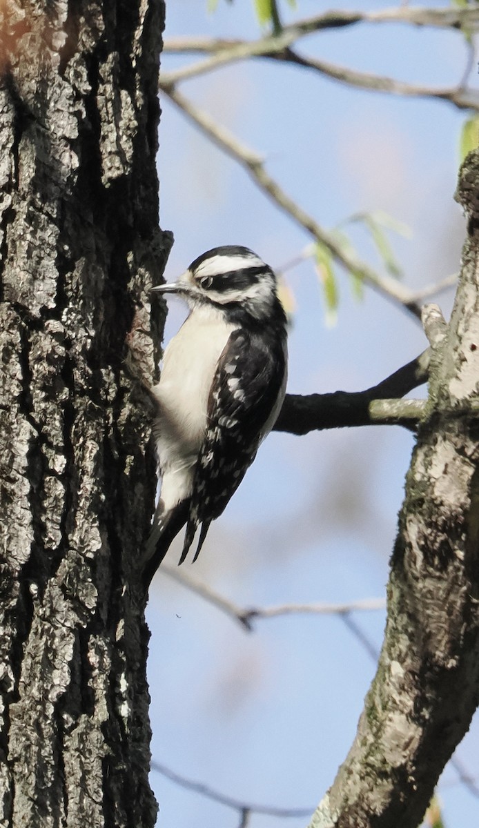 Downy Woodpecker - Donna Paterson