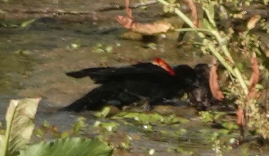 Red-winged Blackbird - ML618103461
