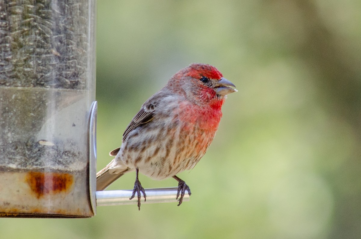 House Finch - Alison Robey