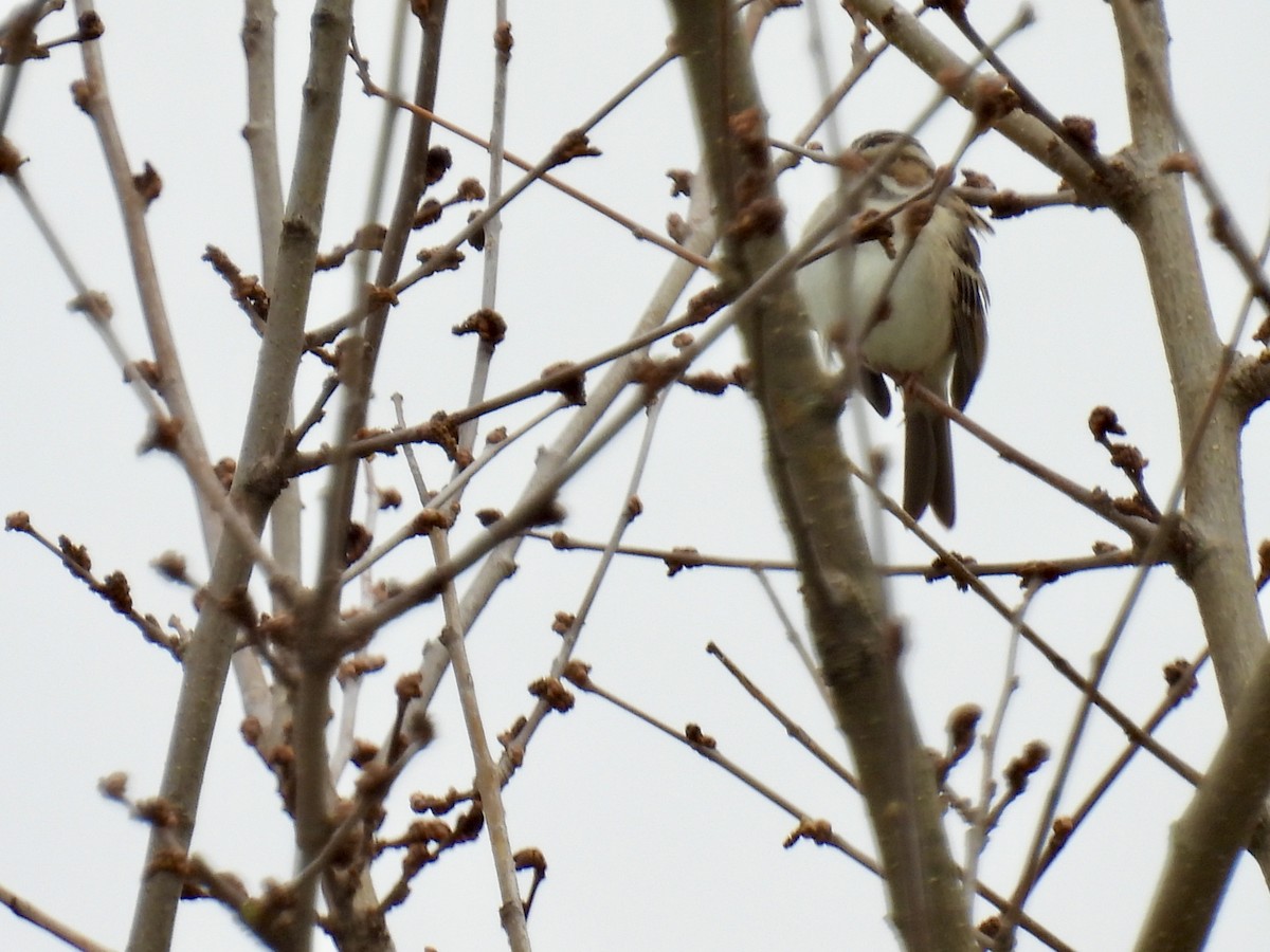 Clay-colored Sparrow - ML618103492