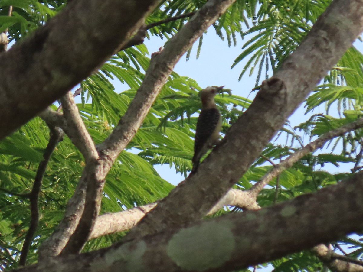 Red-crowned Woodpecker - ML618103535