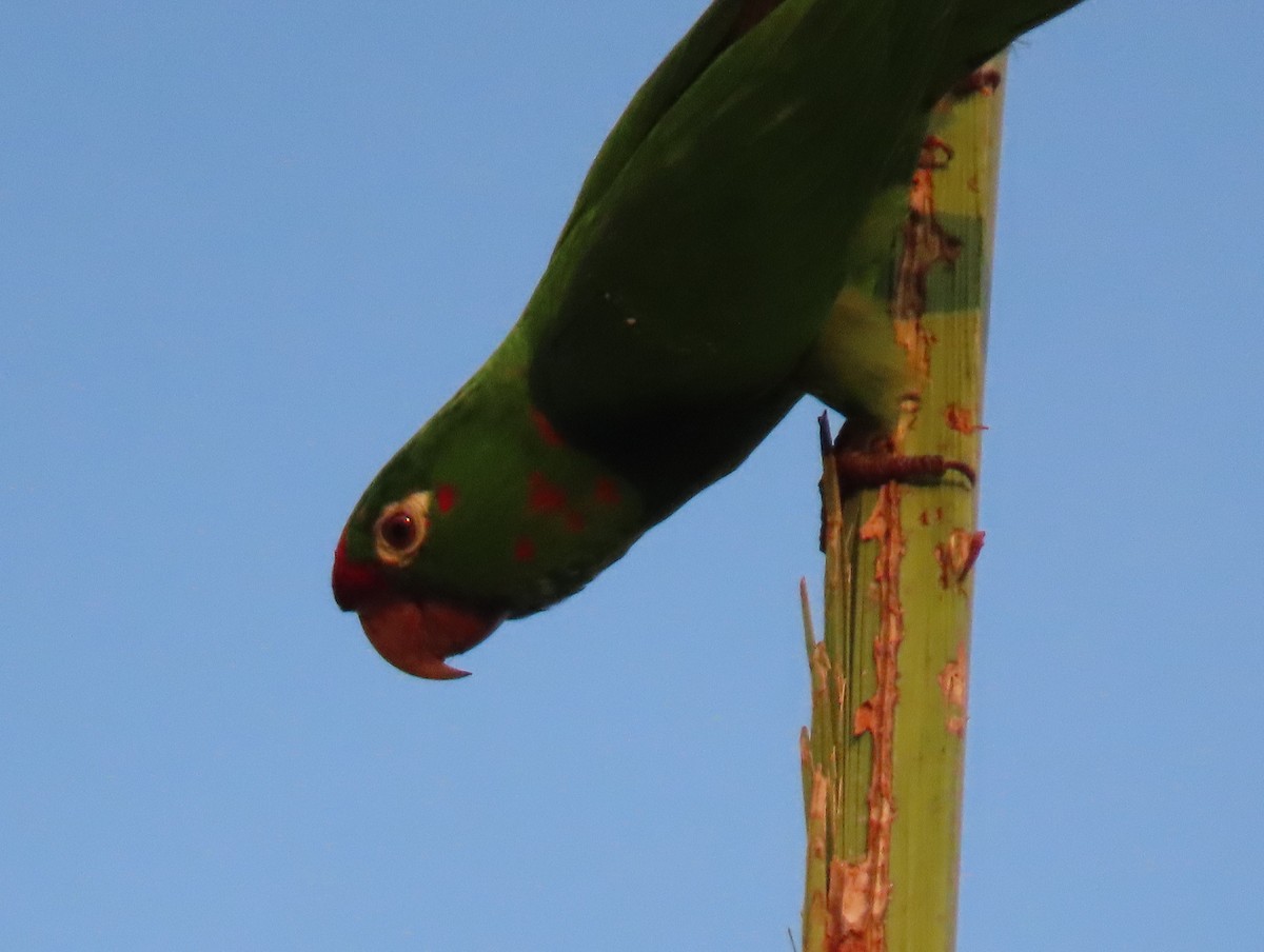Crimson-fronted Parakeet - Stephen Younger