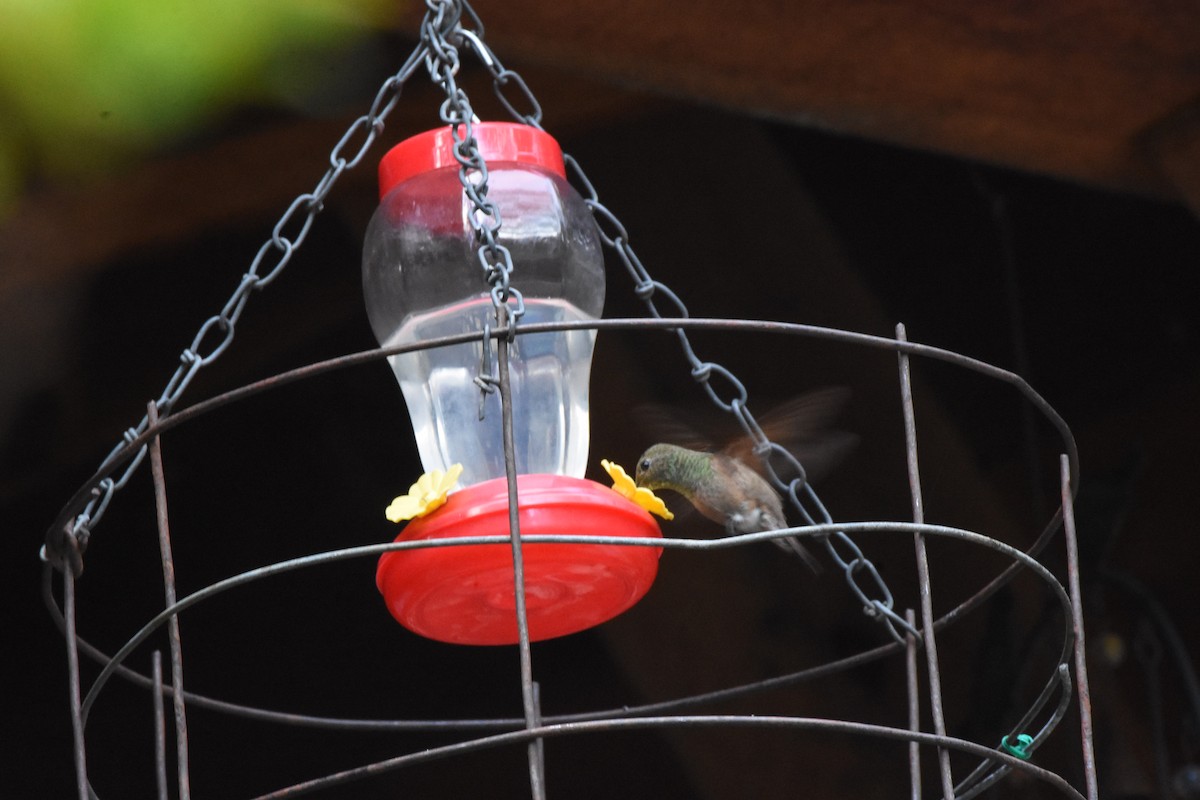 Berylline Hummingbird - Chris Rohrer