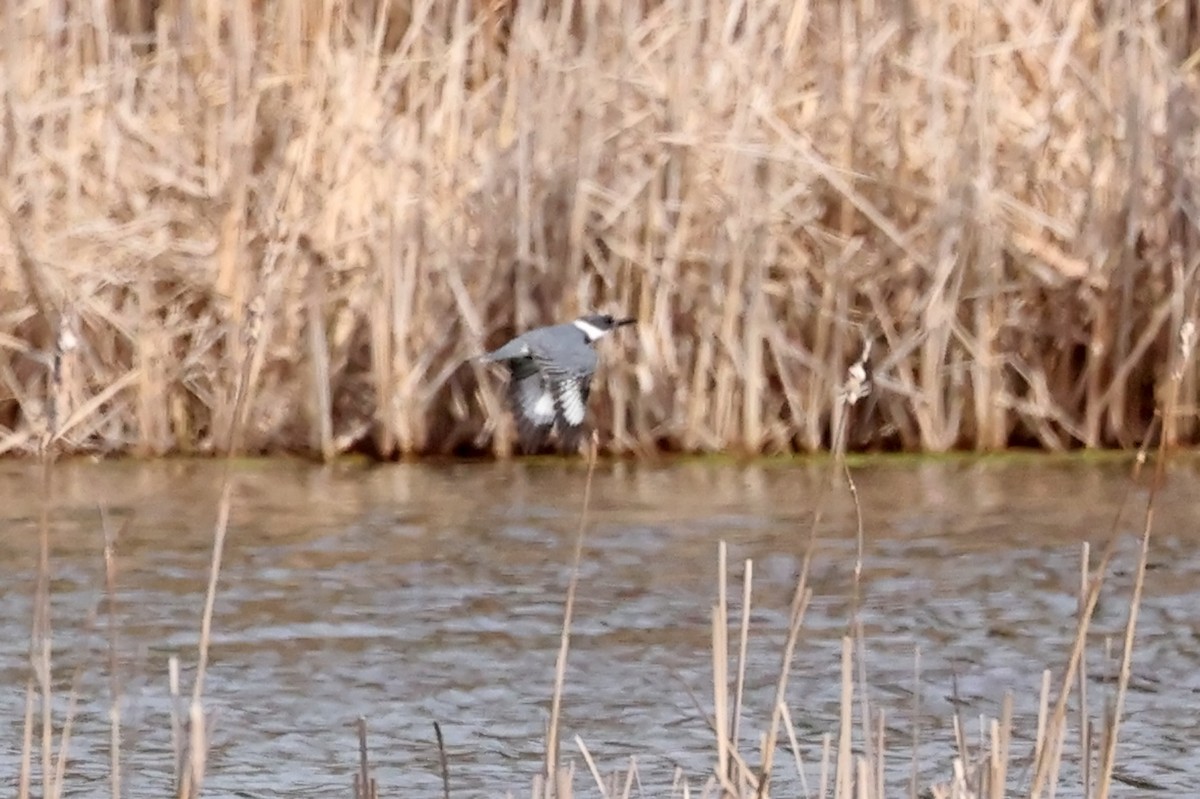 Belted Kingfisher - ML618103593