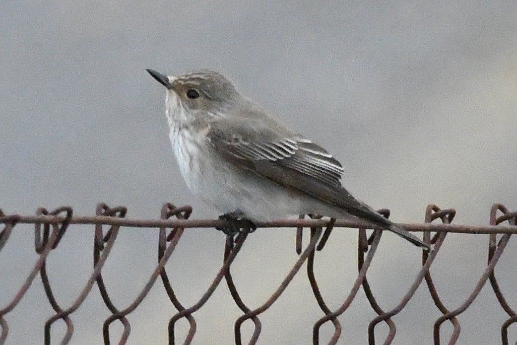 Spotted Flycatcher (Spotted) - ML618103611
