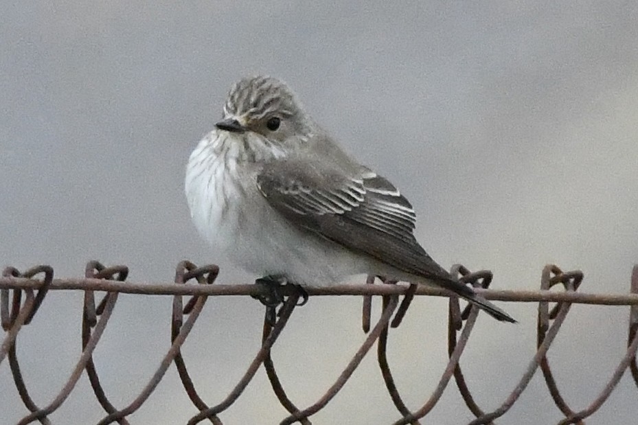 Spotted Flycatcher (Spotted) - ML618103615