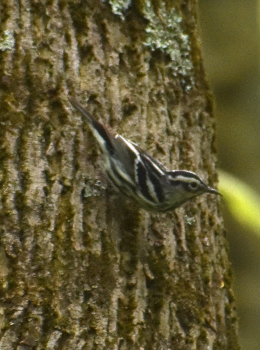 Black-and-white Warbler - ML618103619