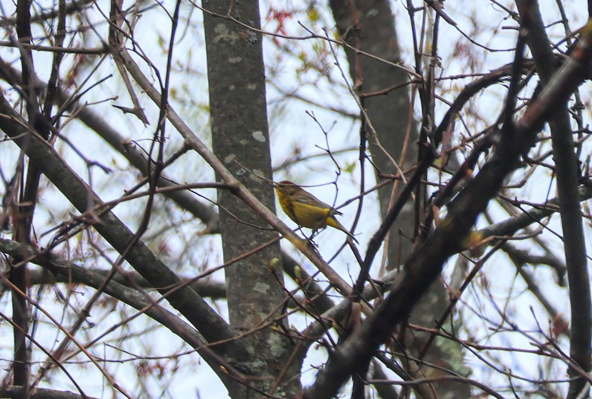 Palm Warbler (Yellow) - ML618103694