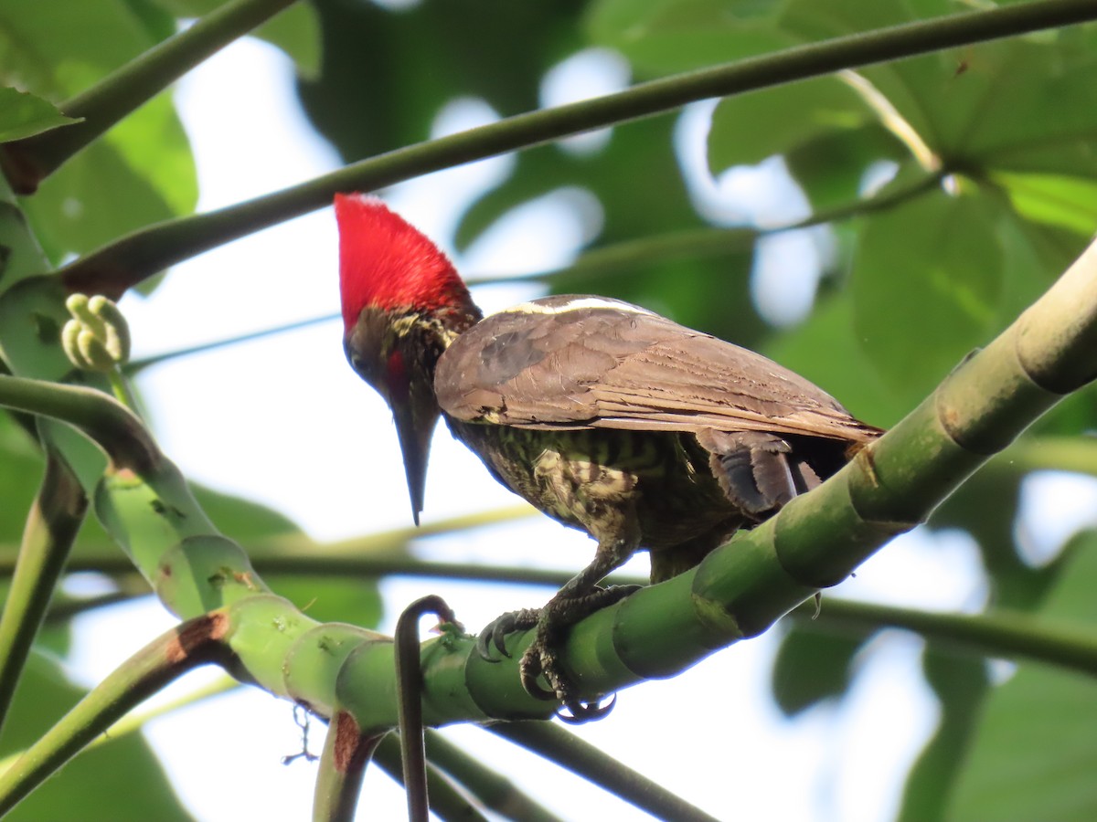 Lineated Woodpecker - Stephen Younger