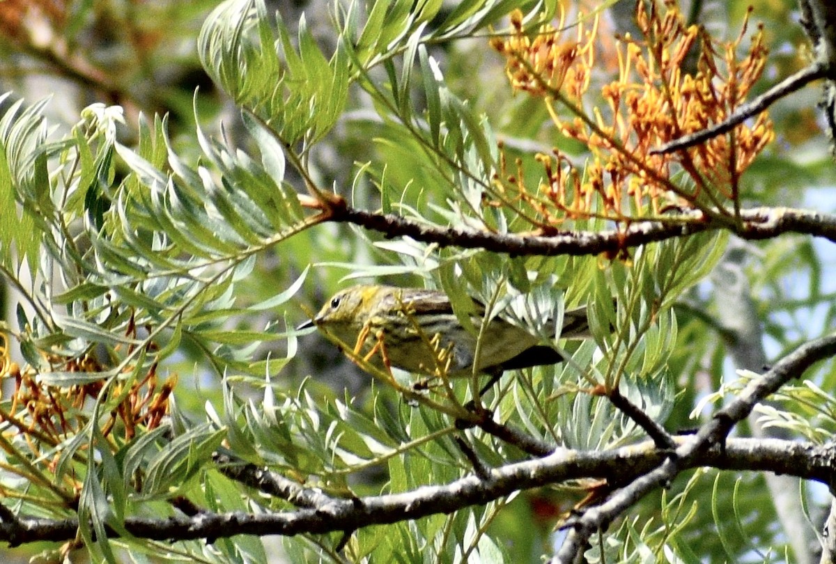Cape May Warbler - ML618103701