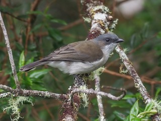 - Brown-backed Whistler