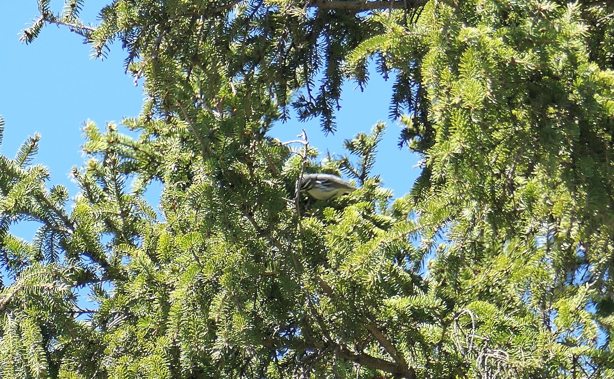Black-throated Gray Warbler - ML618103736