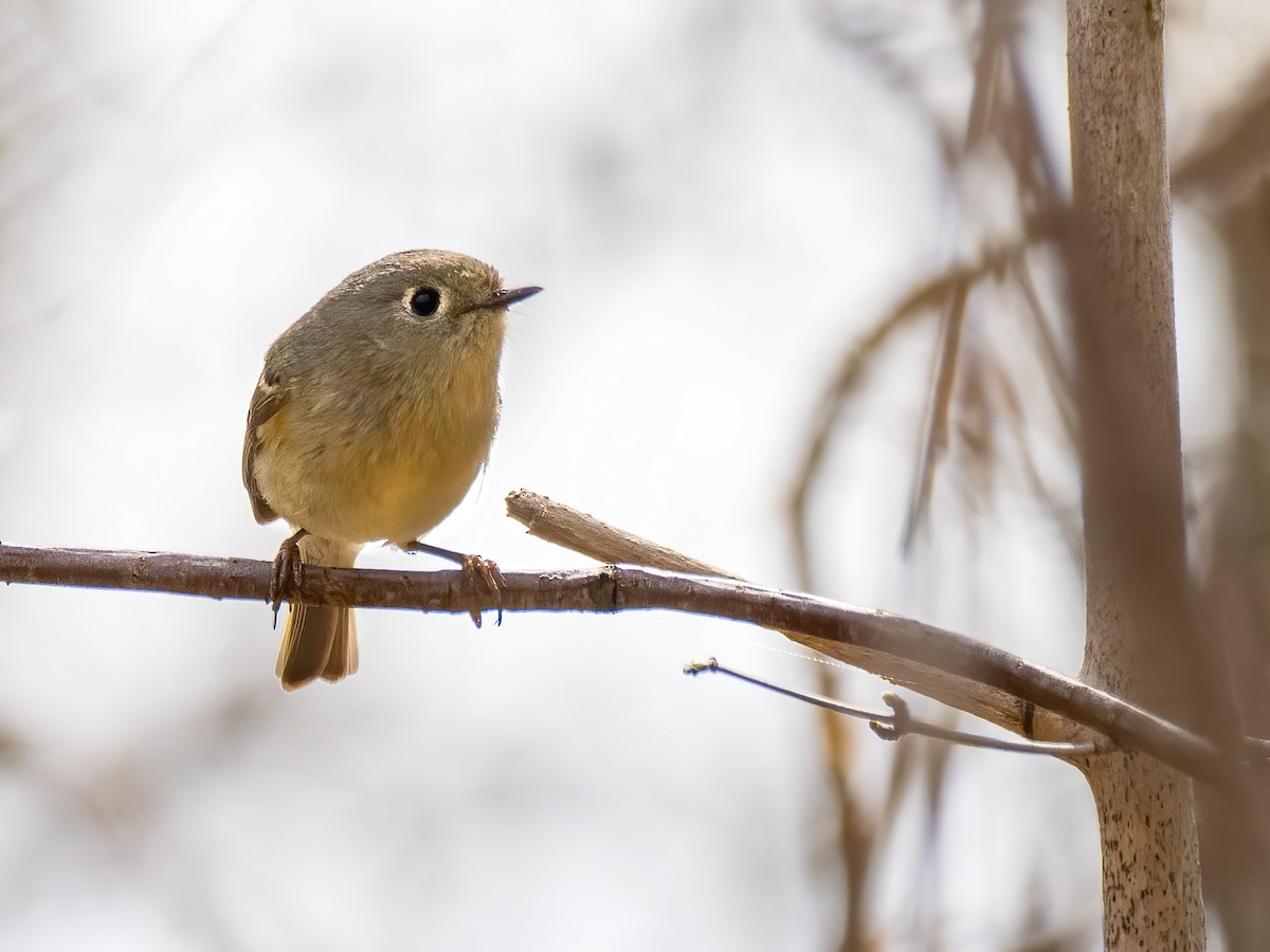Ruby-crowned Kinglet - Danielle  A