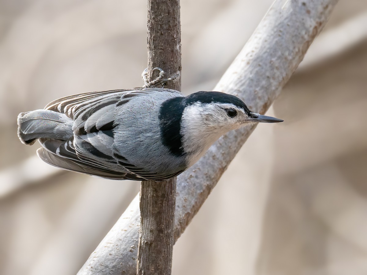 White-breasted Nuthatch - Danielle  A