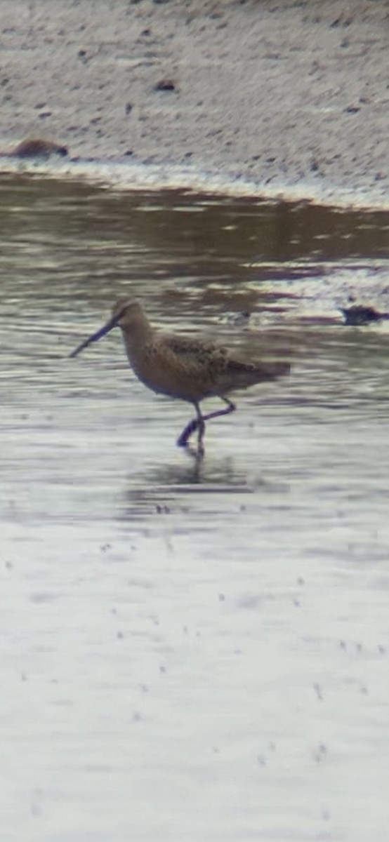 Long-billed Dowitcher - ML618103768