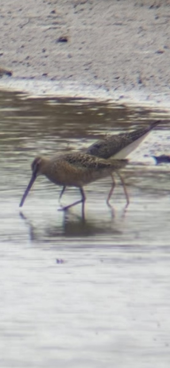 Long-billed Dowitcher - ML618103769