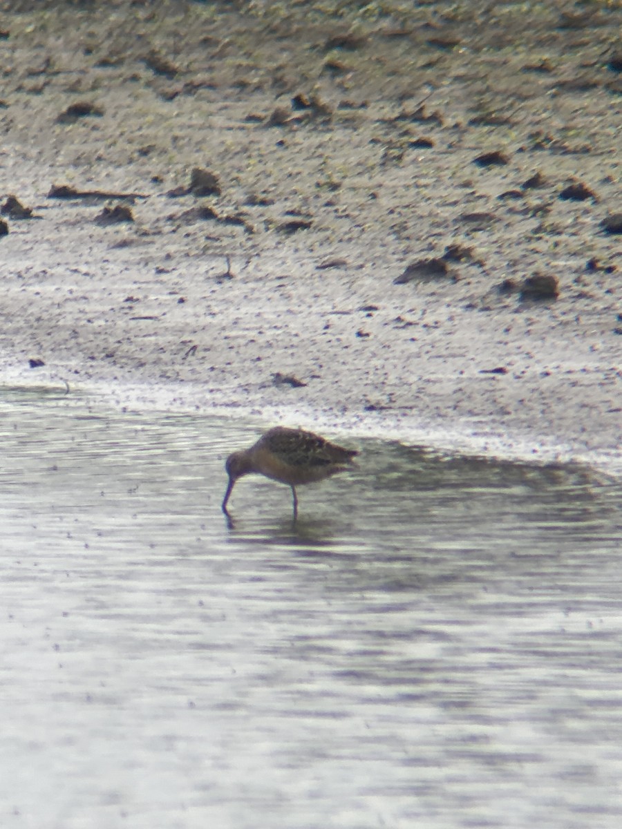Long-billed Dowitcher - ML618103770