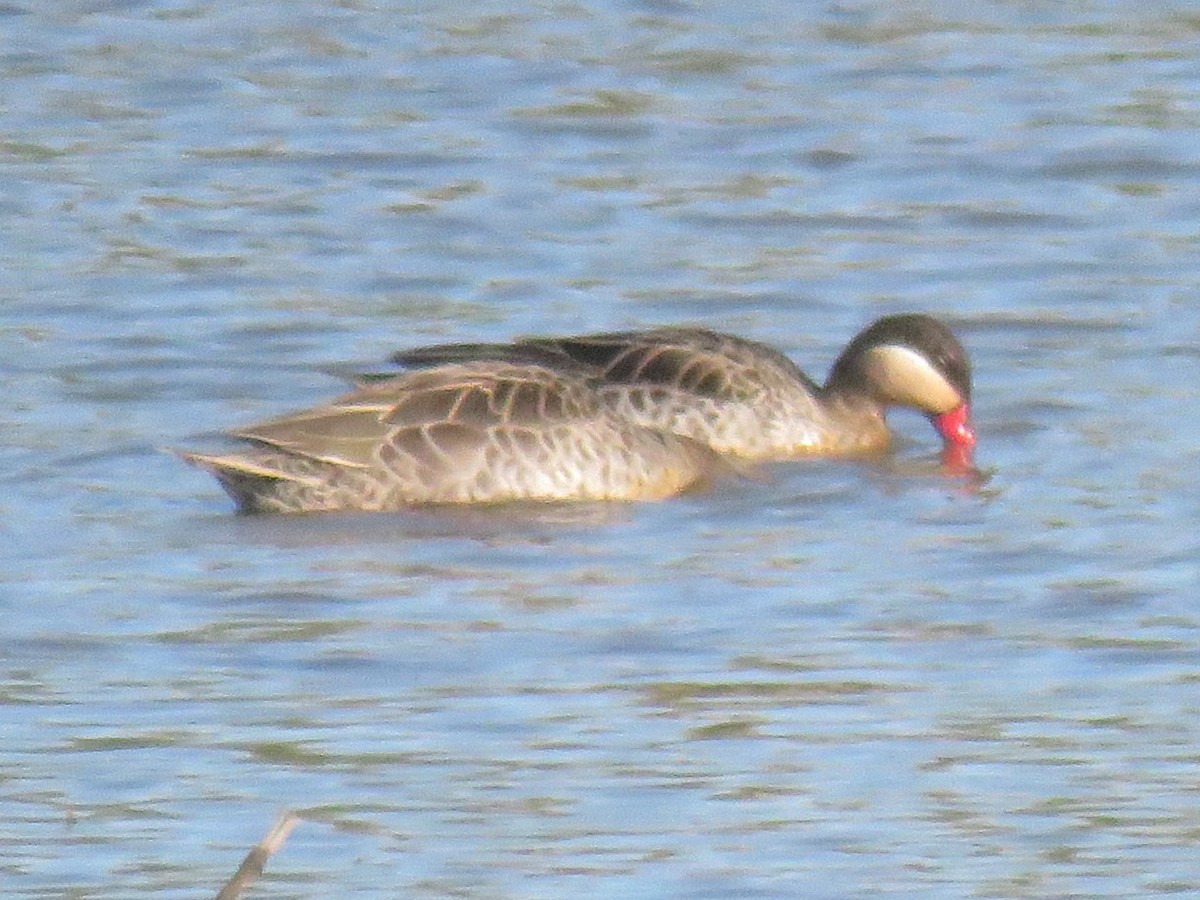 Red-billed Duck - ML618103819