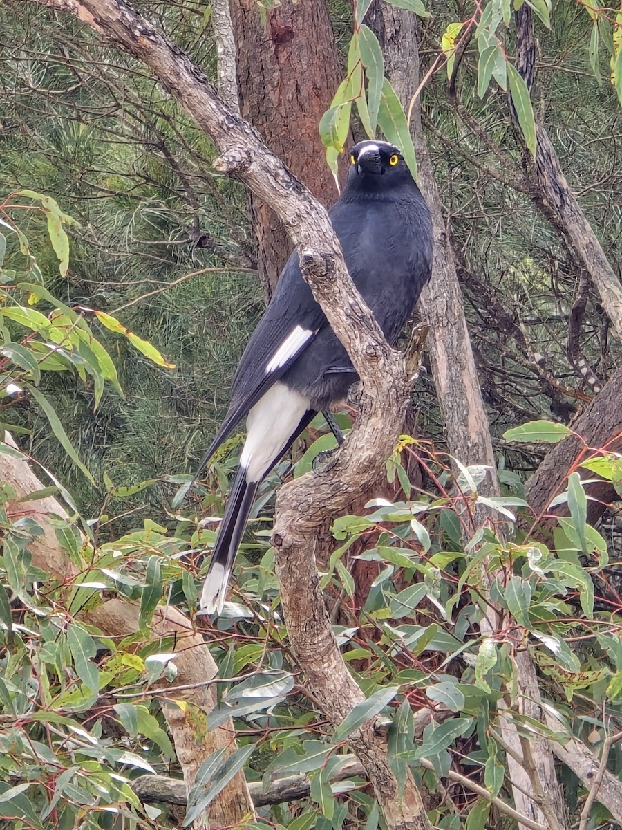 Pied Currawong - ML618103830