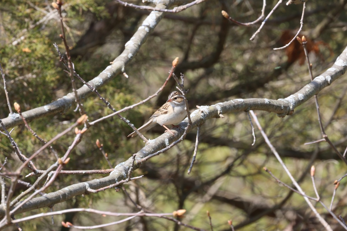 Clay-colored Sparrow - ML618103852