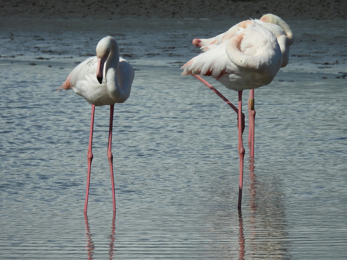 Greater Flamingo - Stefano Boccardi
