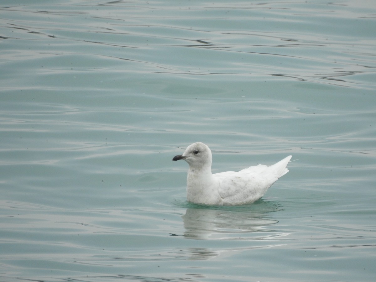 Iceland Gull (kumlieni) - ML618103959