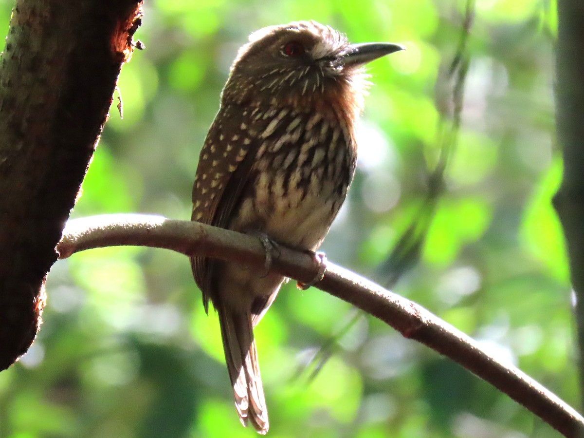 White-whiskered Puffbird - Stephen Younger