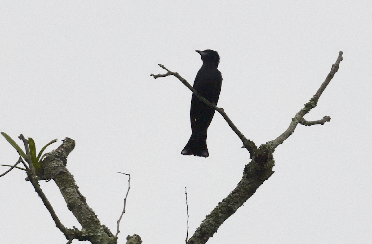 Square-tailed Drongo-Cuckoo - ML618103986