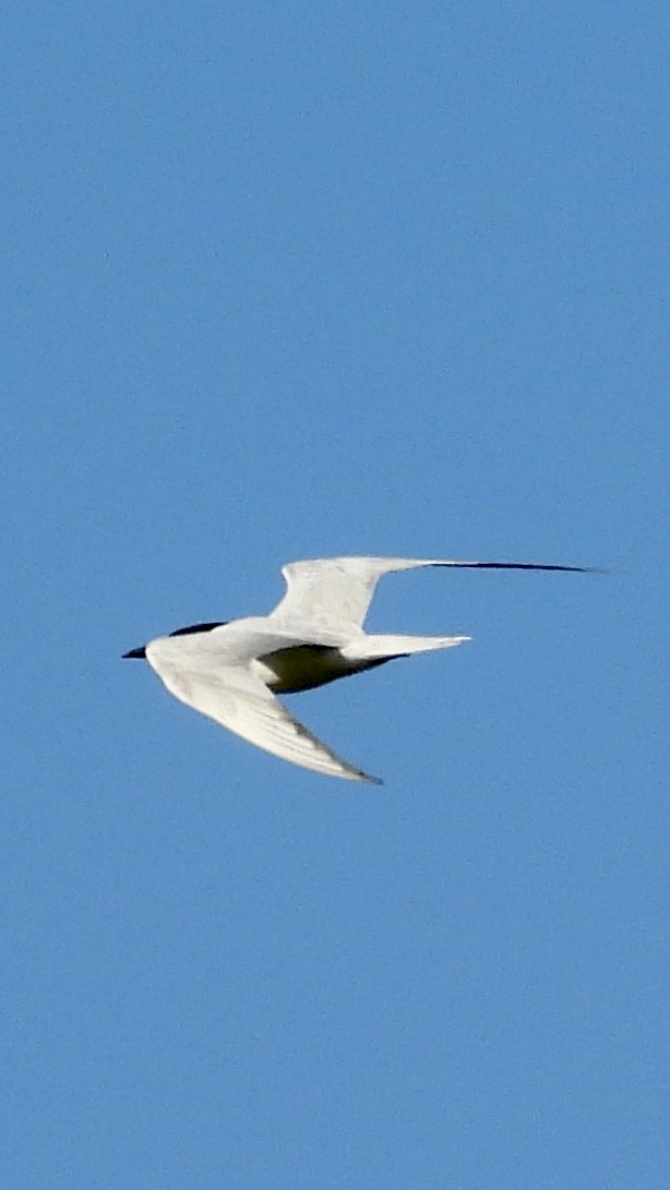 Gull-billed Tern - Aynur Tosun