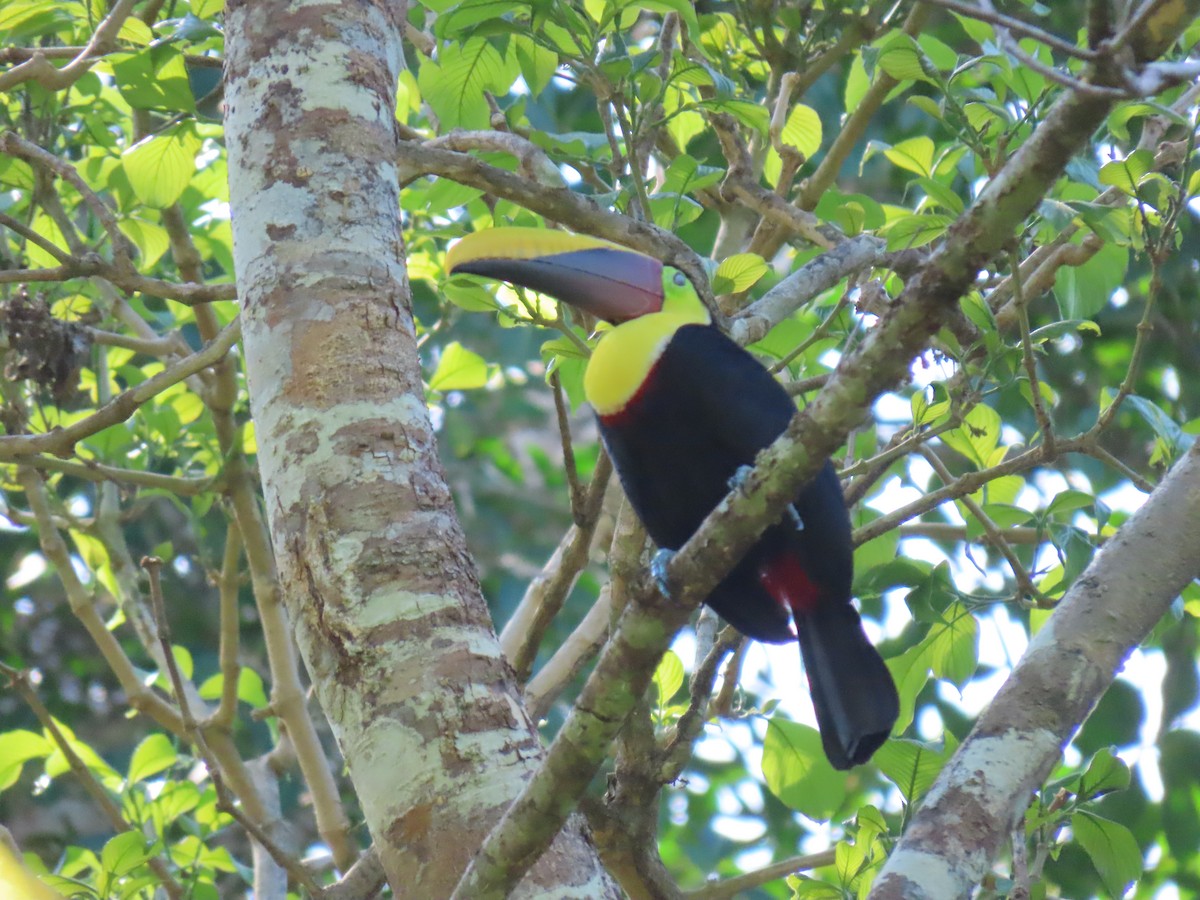 Yellow-throated Toucan - Stephen Younger