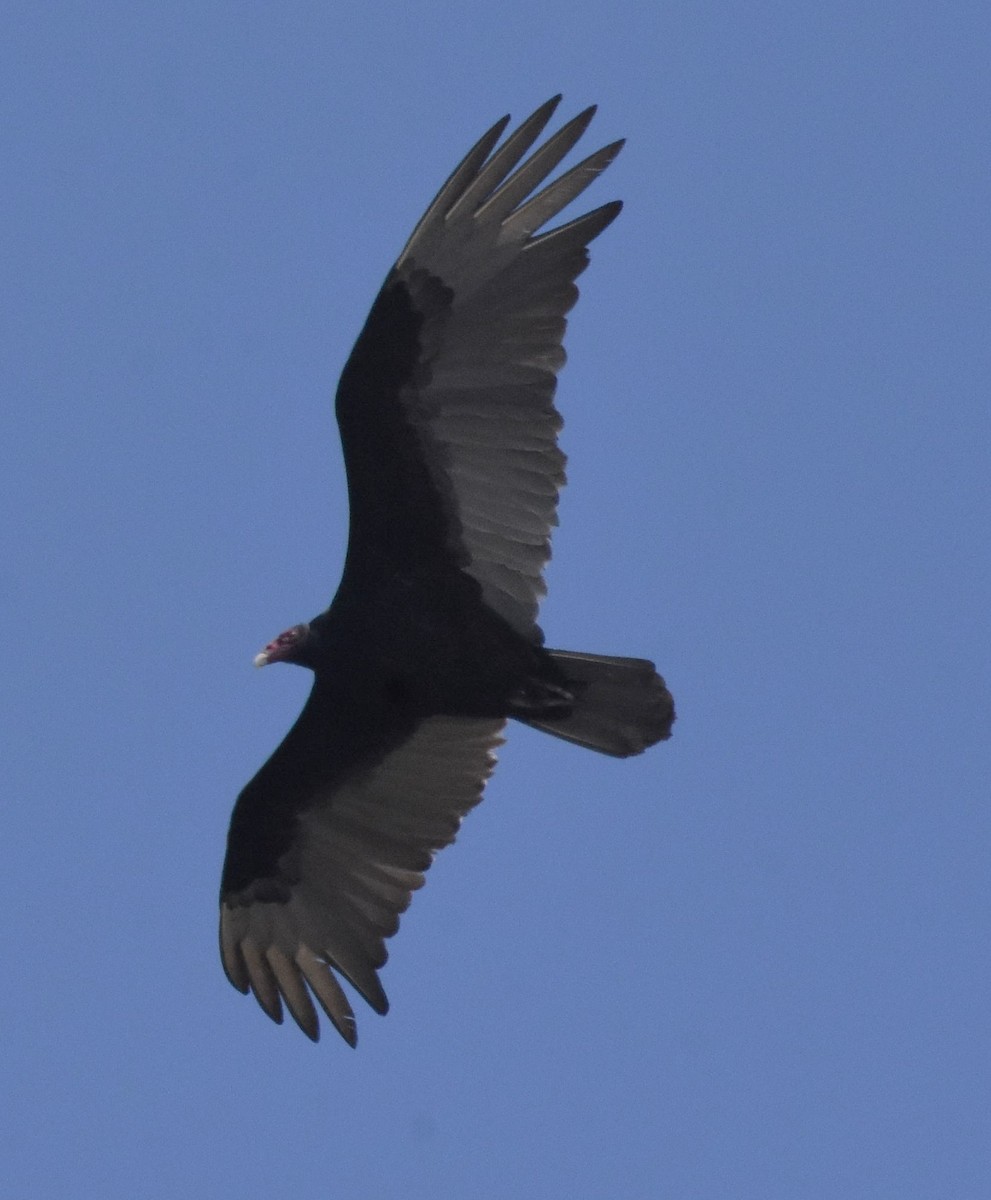 Turkey Vulture - ML618104039