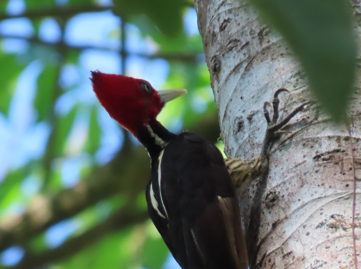 Pale-billed Woodpecker - Stephen Younger