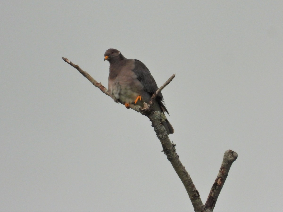 Band-tailed Pigeon - Kellie Sagen 🦉