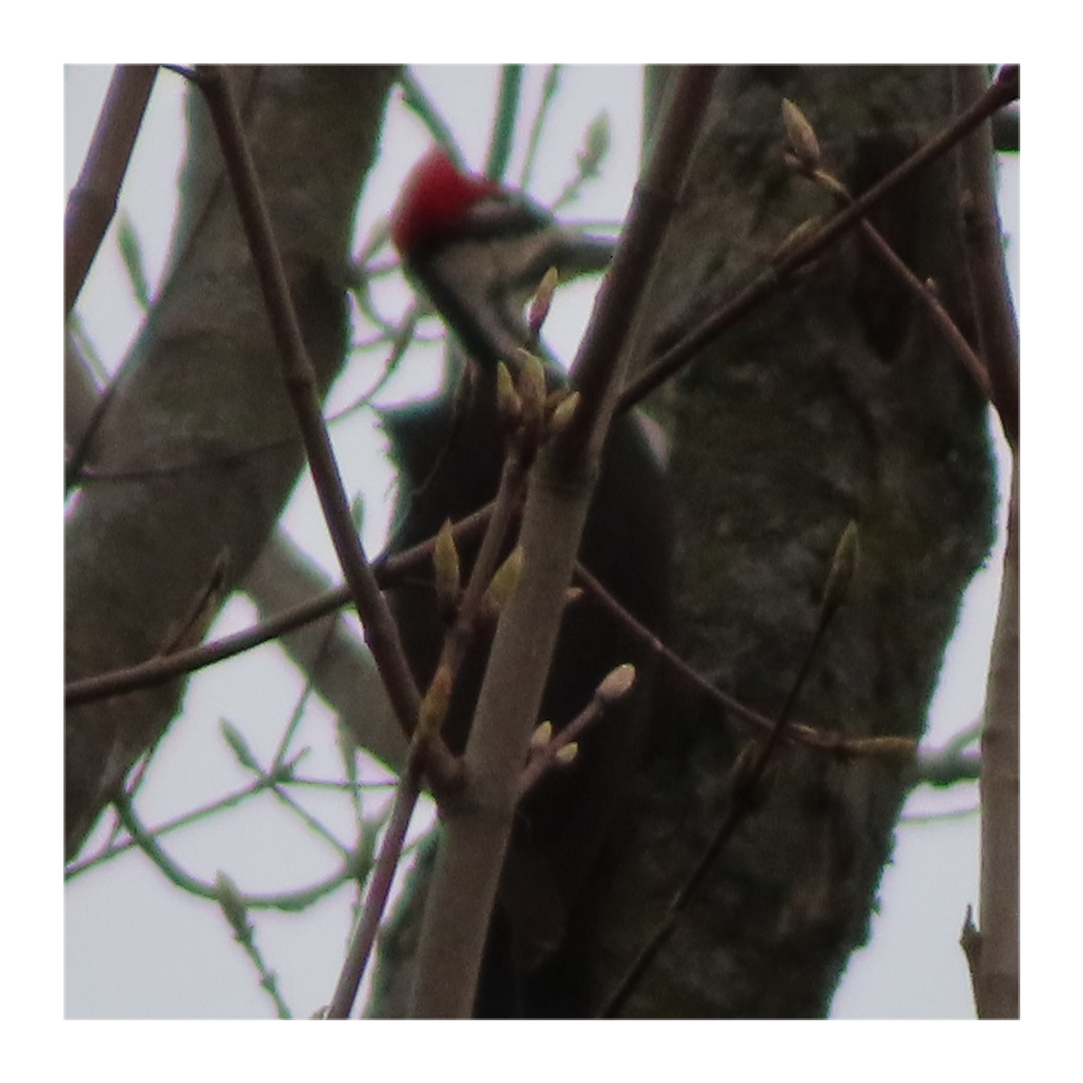 Pileated Woodpecker - Carrie Sweredoski