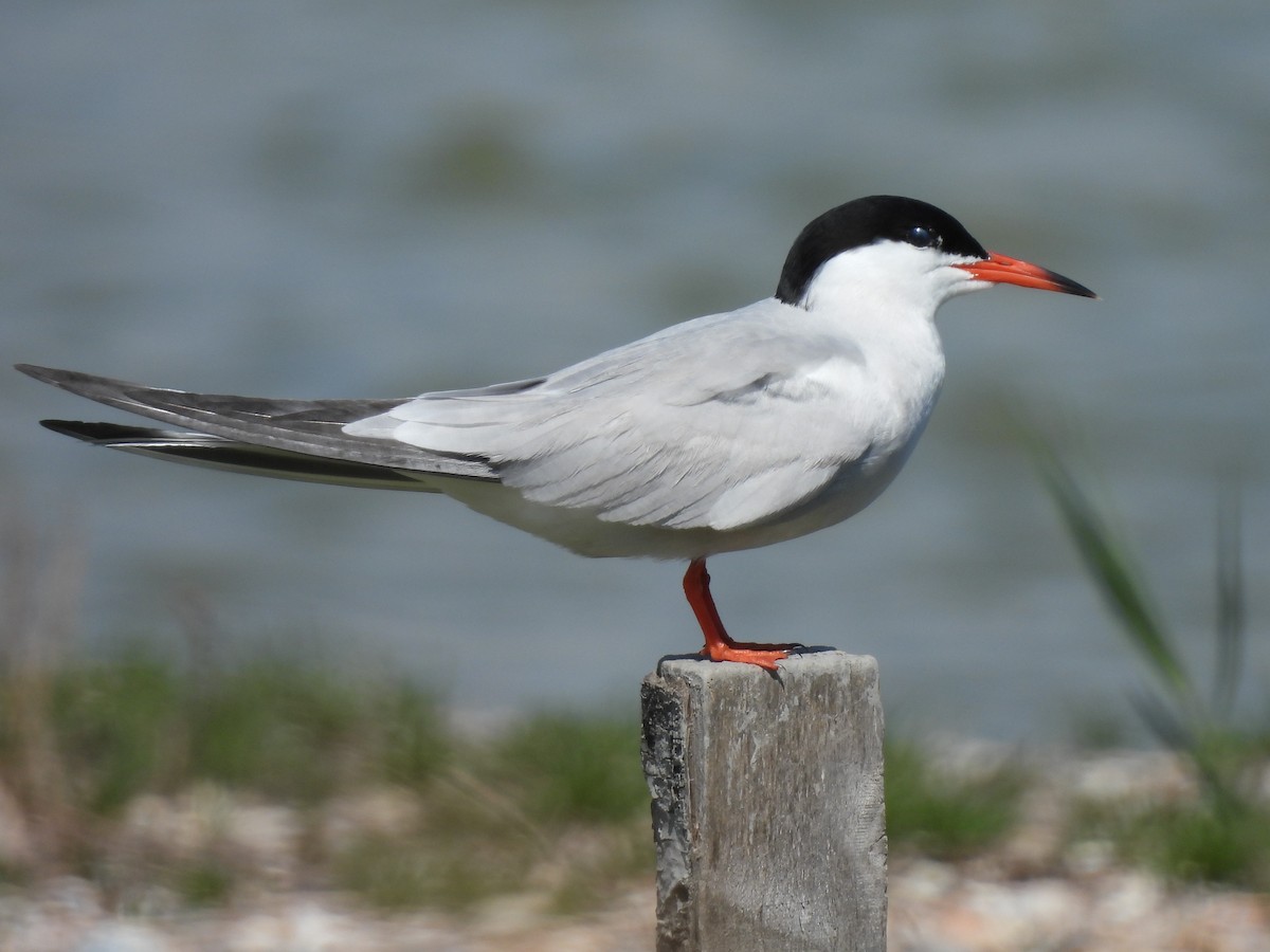 Common Tern - ML618104072