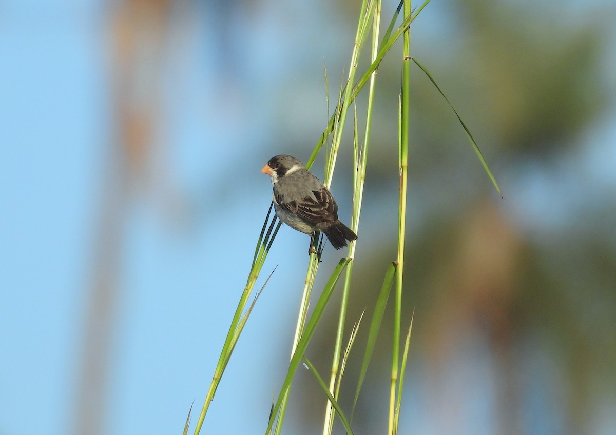White-throated Seedeater - ML618104083