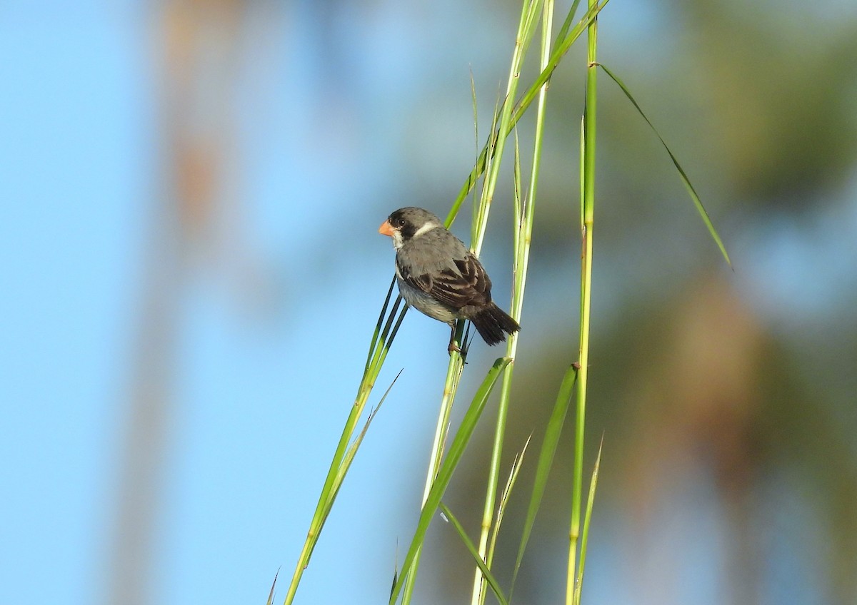 White-throated Seedeater - ML618104084